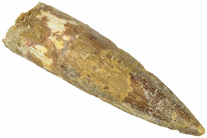 Fossil Spinosaurus Tooth - Real Dinosaur Tooth #311813